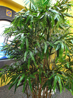 Cliquer pour agrandir